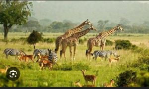 zebras at murchisson national park